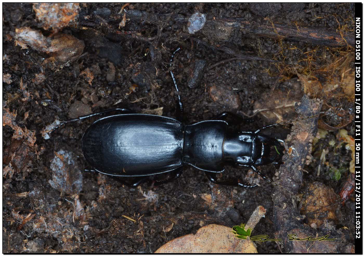 Percus strictus oberleitneri