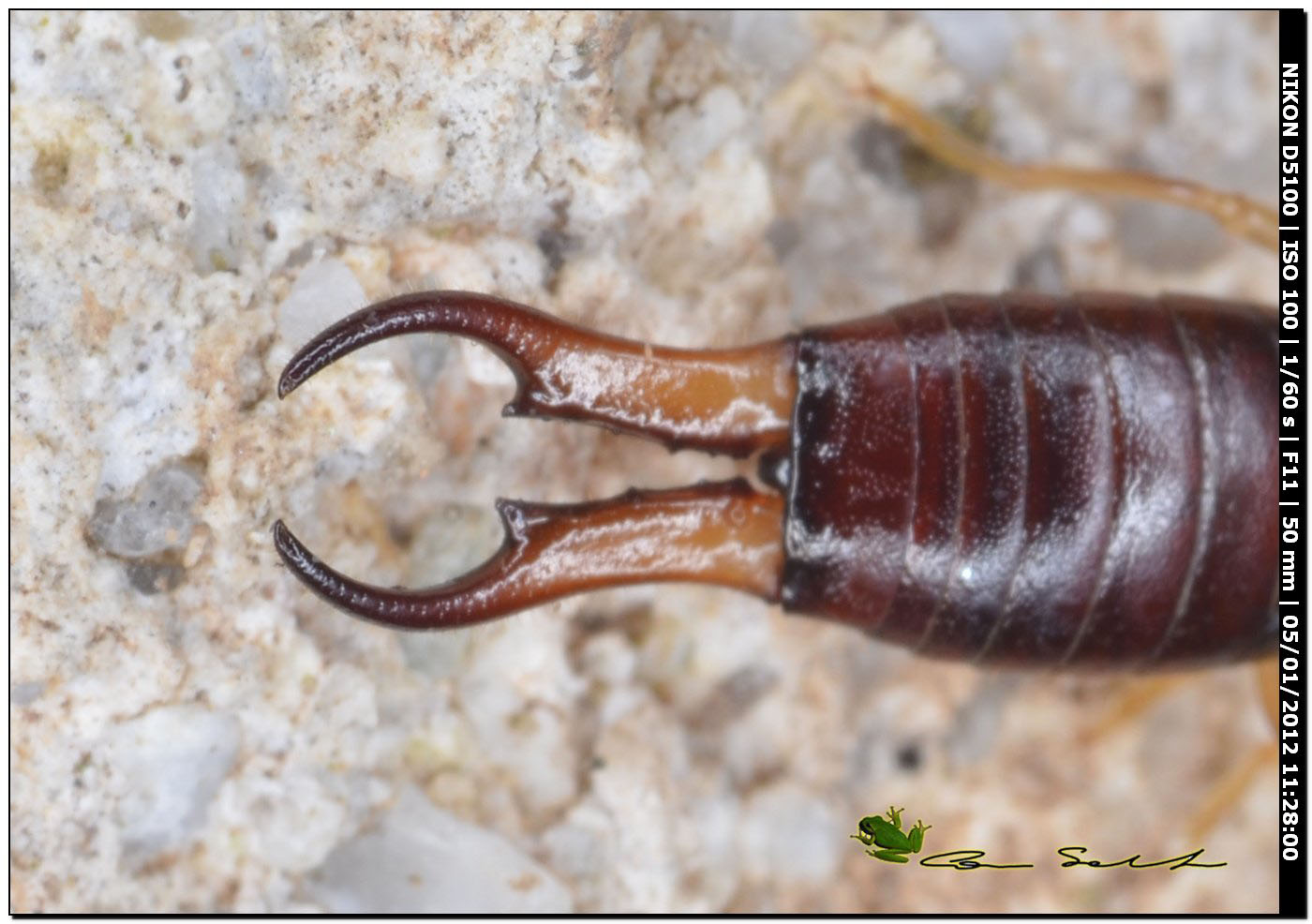 Guanchia (ex Forficula) pubescens