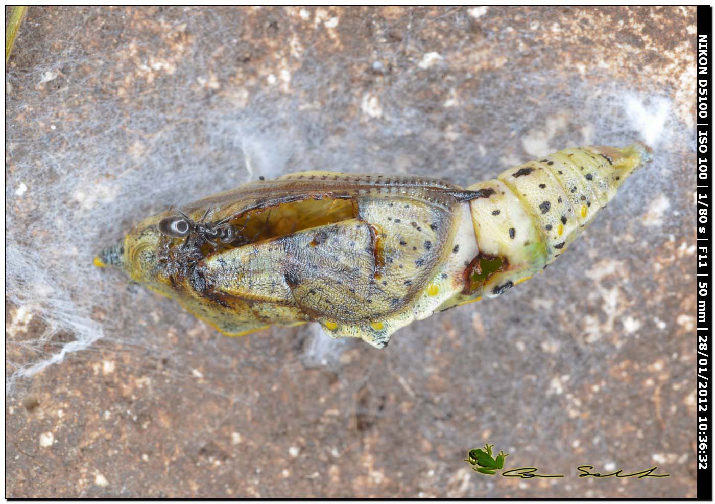 Formiche Tapinoma sp. e pupa di Pieris brassicae