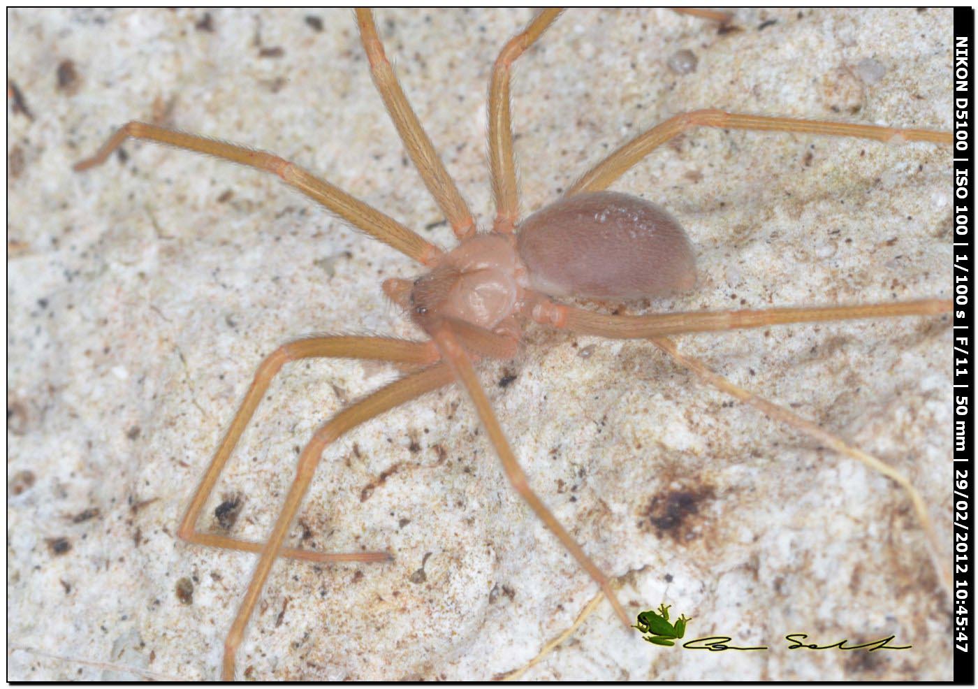 Loxosceles rufescens