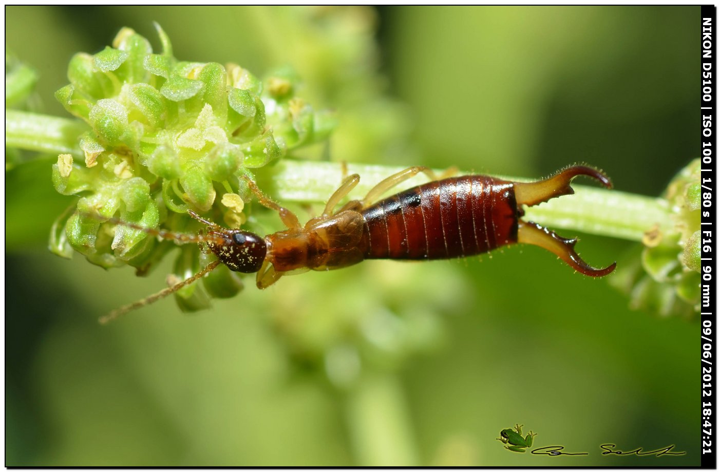 Guanchia (Forficula) pubescens della Sardegna