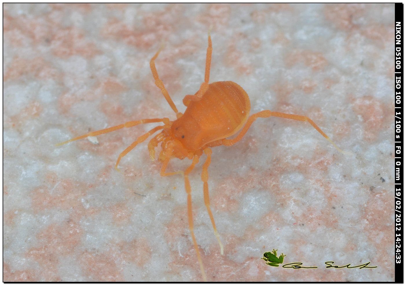 Scotolemon doriae/terricola? da Ittiri (Sardegna)