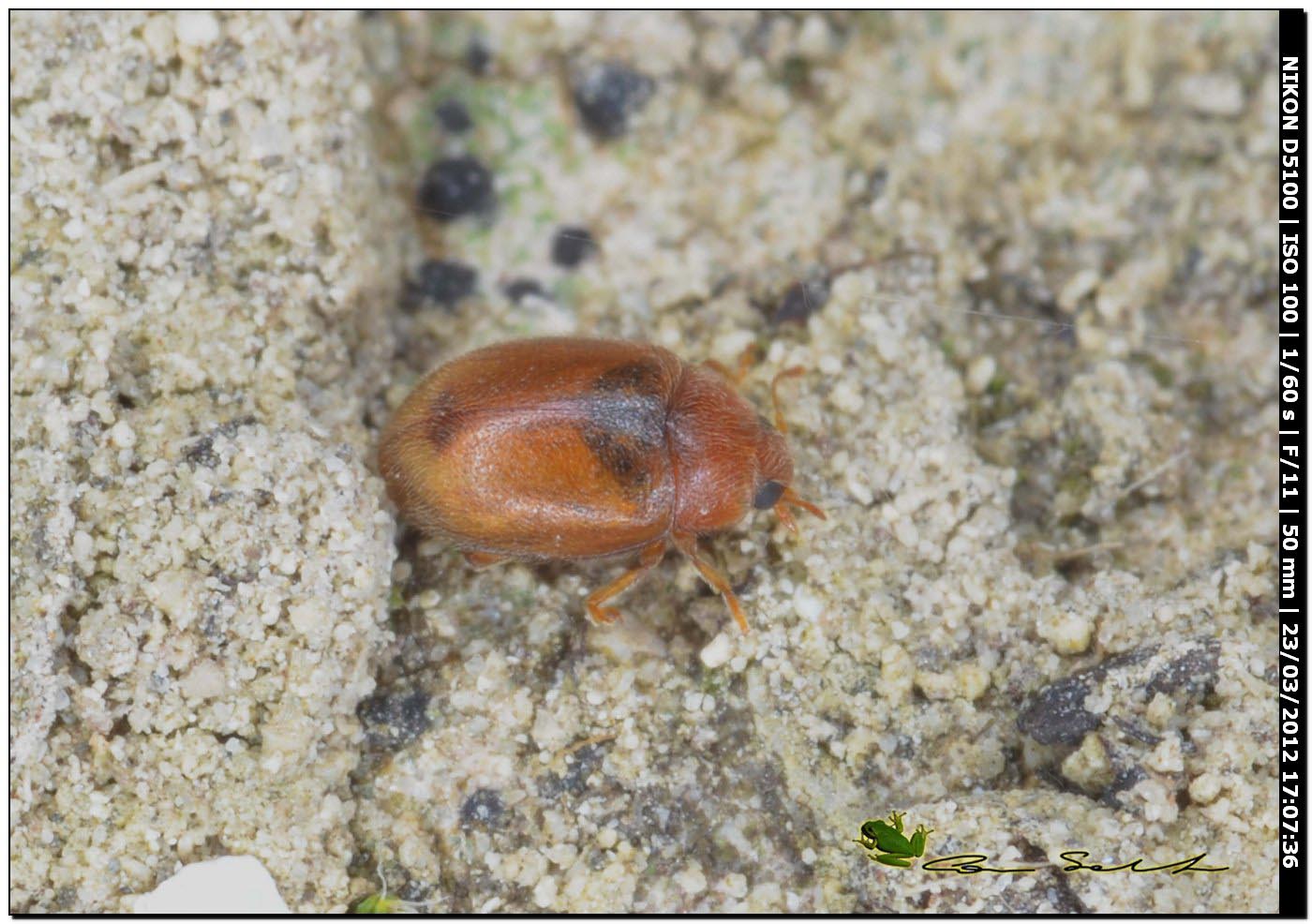 Micro: Rhyzobius litura (Coccinellidae)