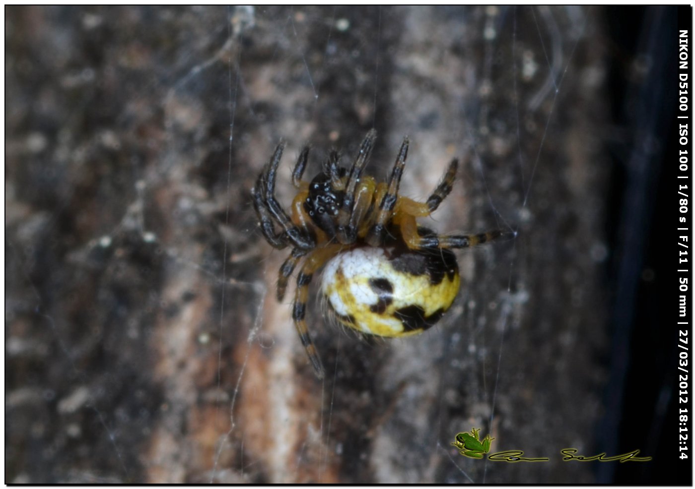 Araneidae cf. Neoscona adianta