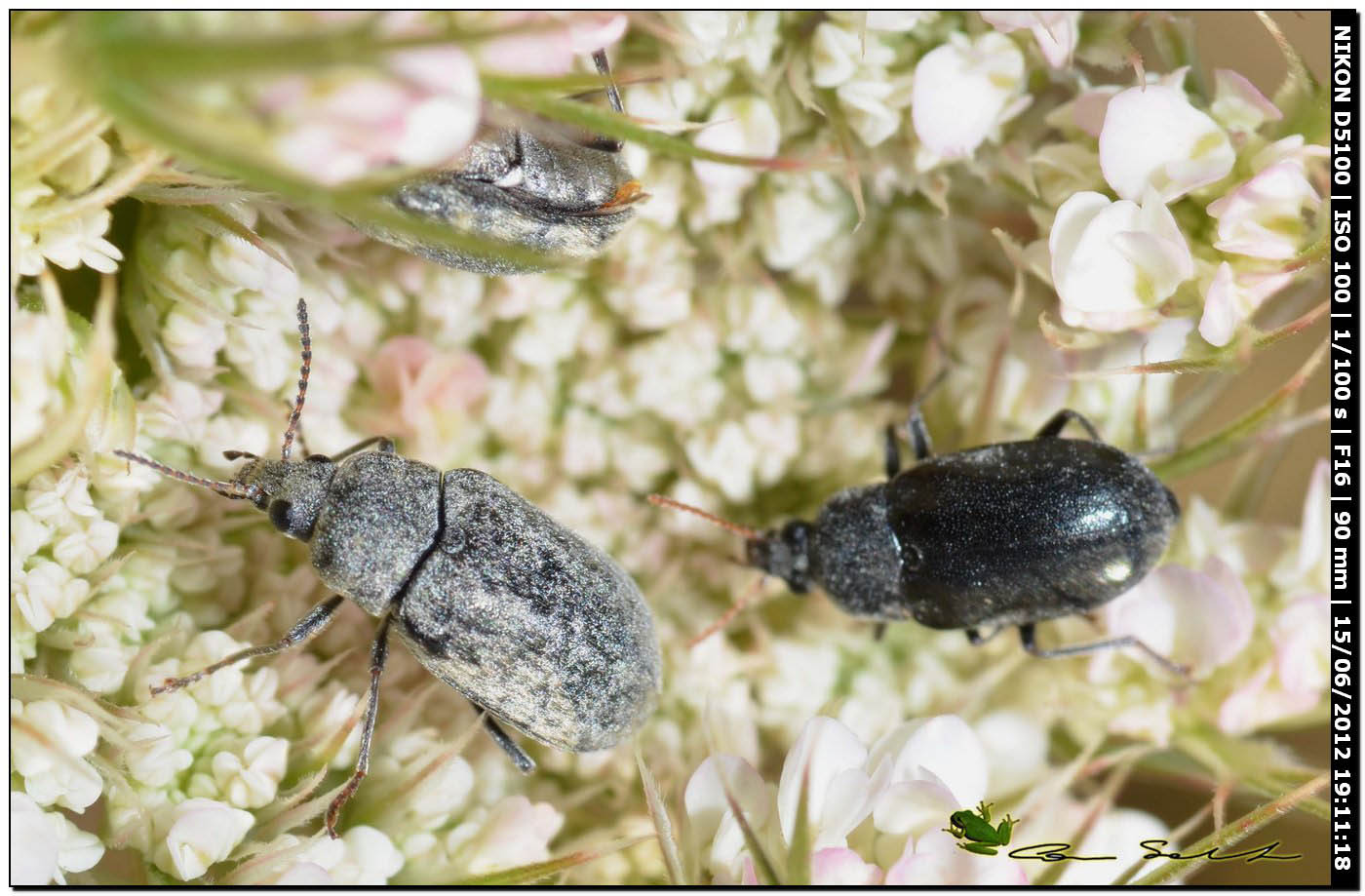 Mycterus umbellatarum?