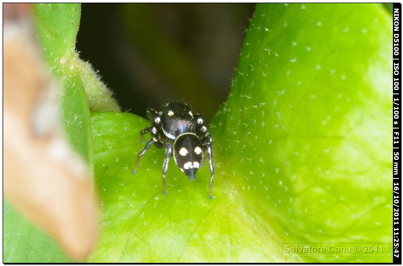 Heliophanus sp.