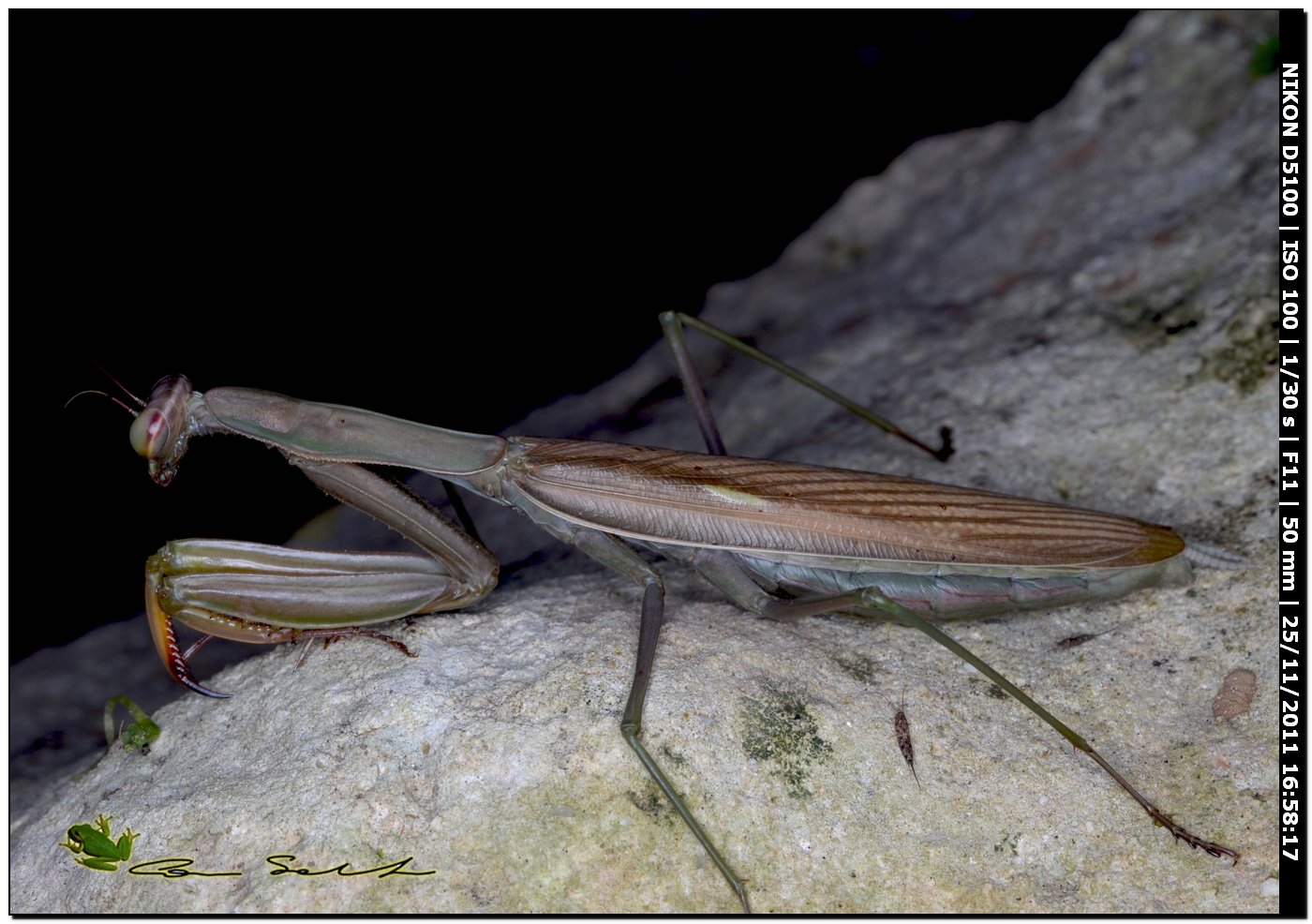 Bella mantide (femmina di Mantis religiosa)