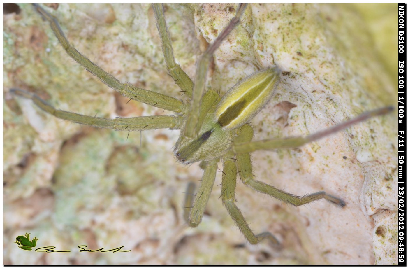 Micrommata ligurina