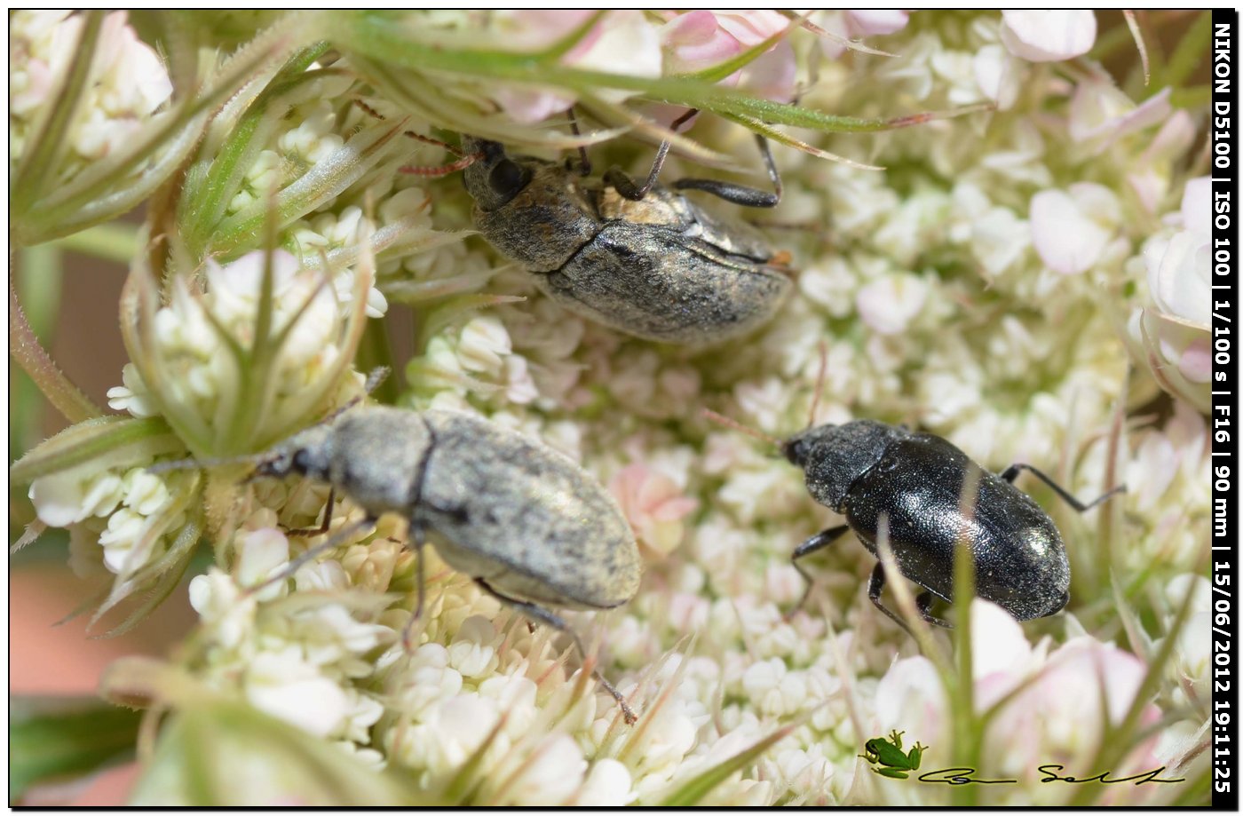 Mycterus umbellatarum?