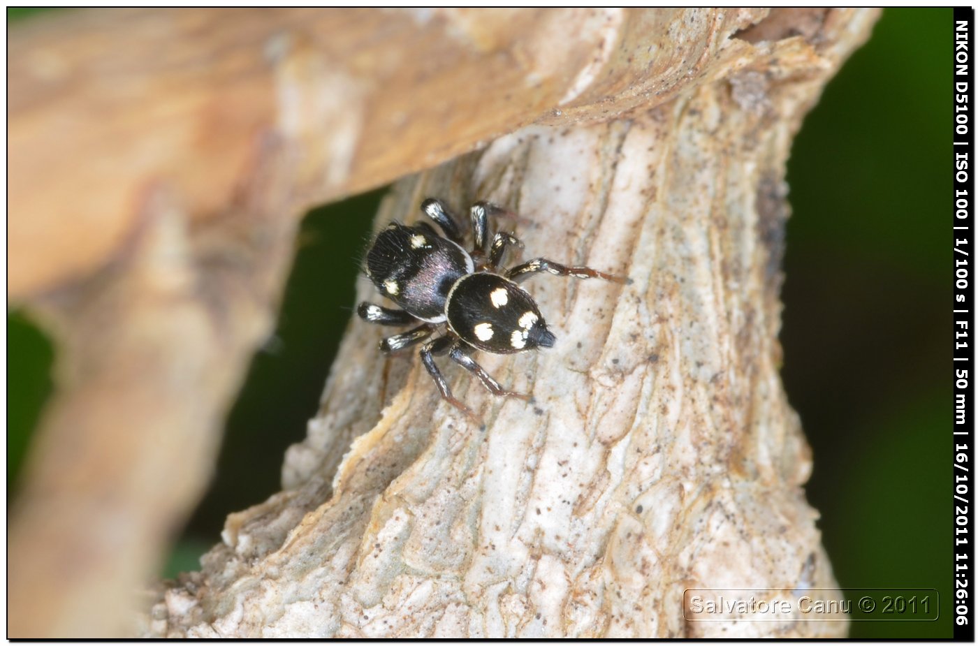 Heliophanus sp.