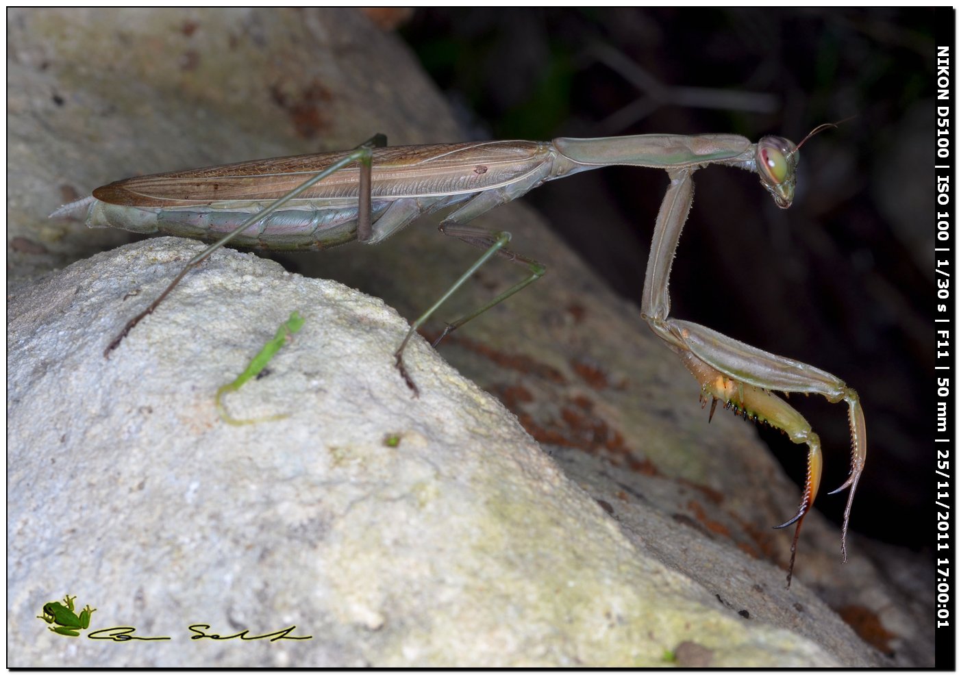 Bella mantide (femmina di Mantis religiosa)