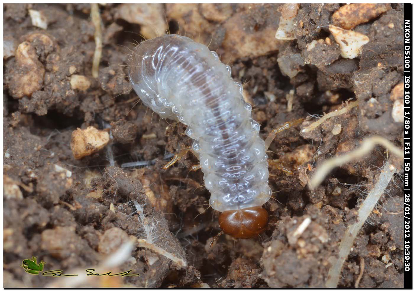 Larva di Scarabaeoidea