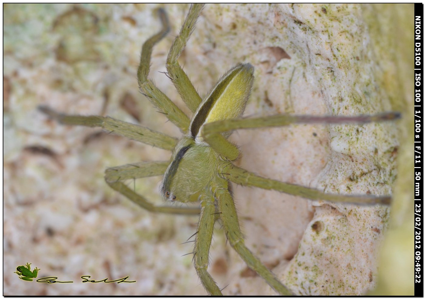Micrommata ligurina