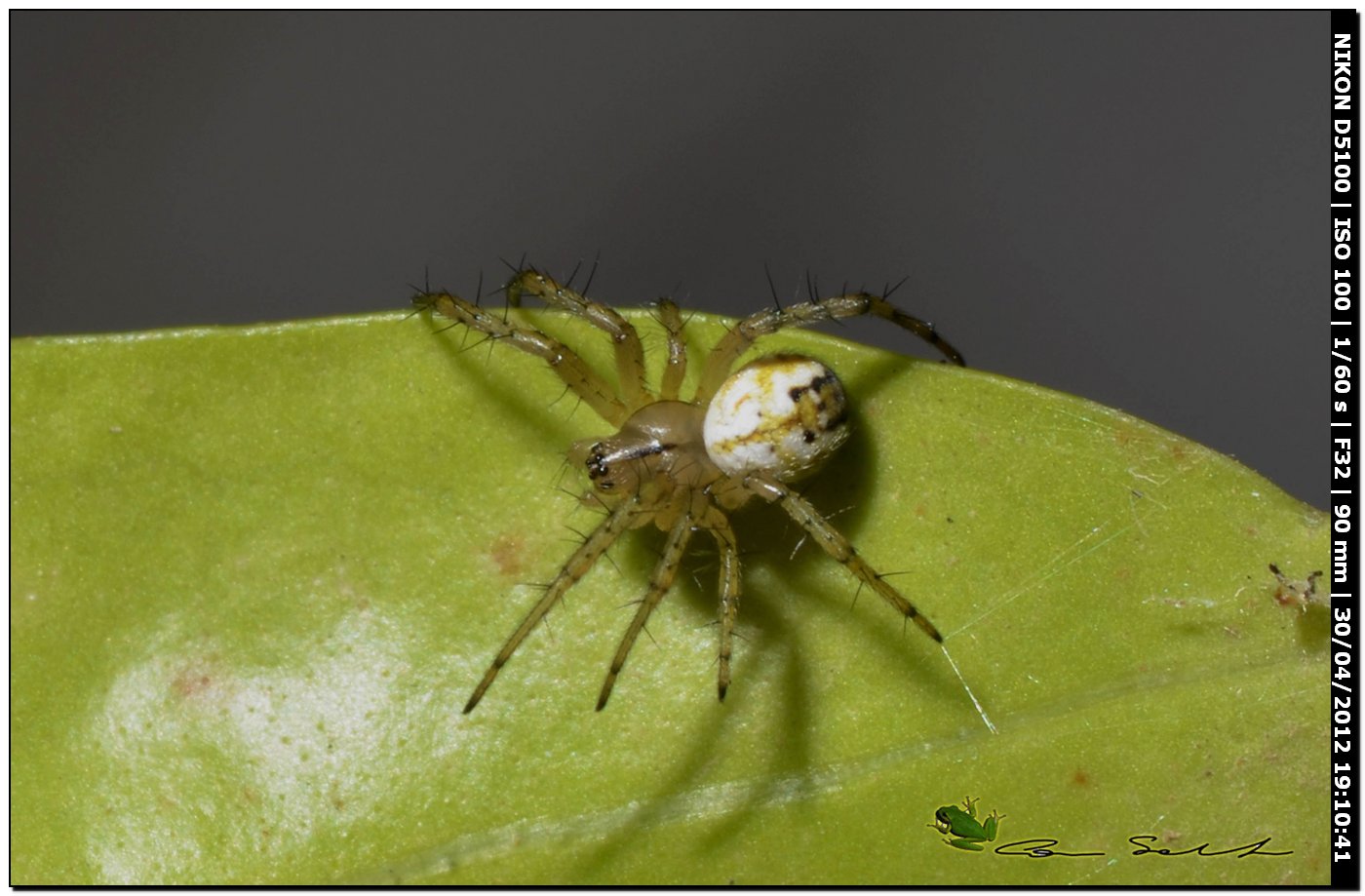 Mangora acalypha