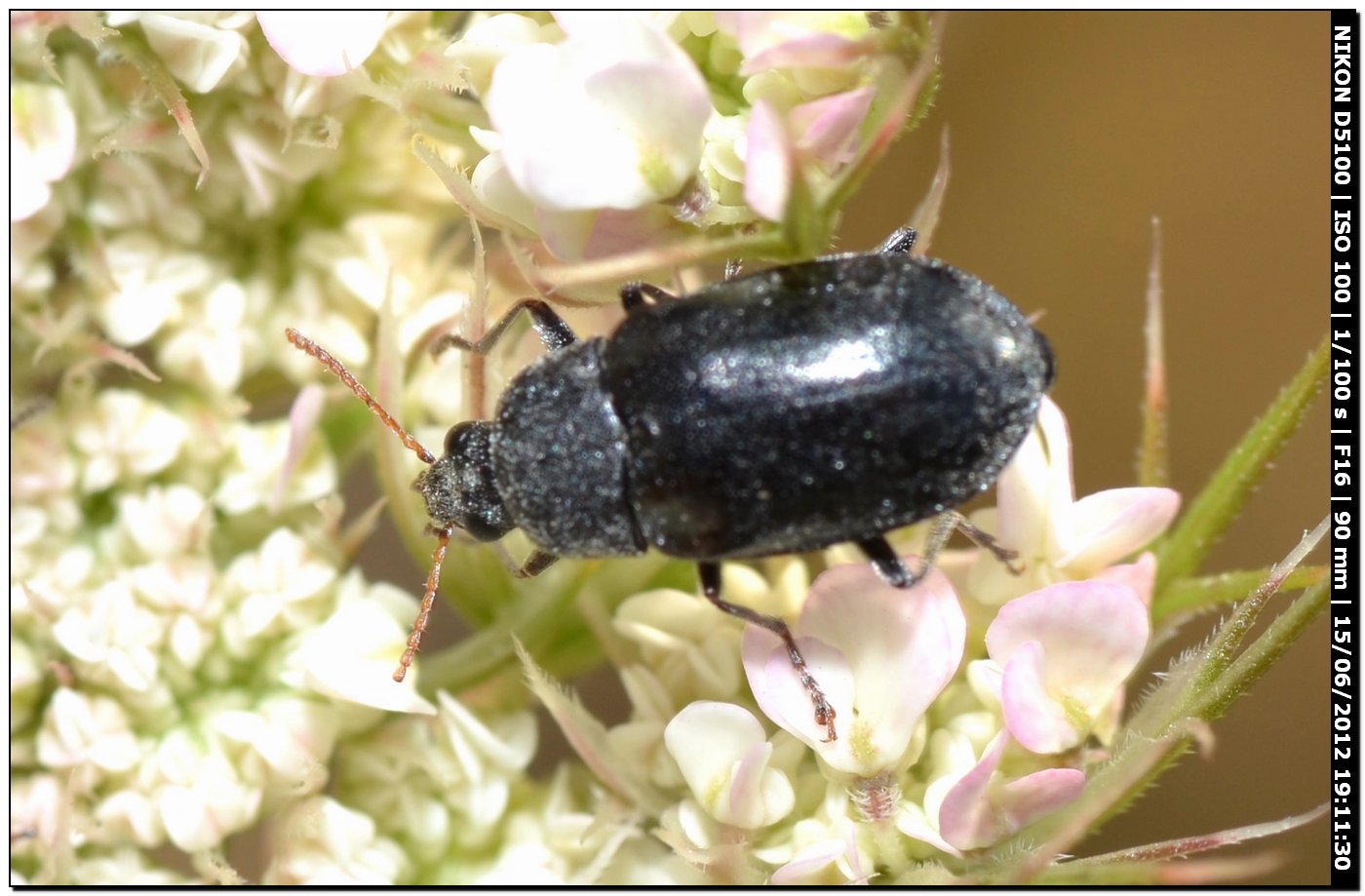 Mycterus umbellatarum?