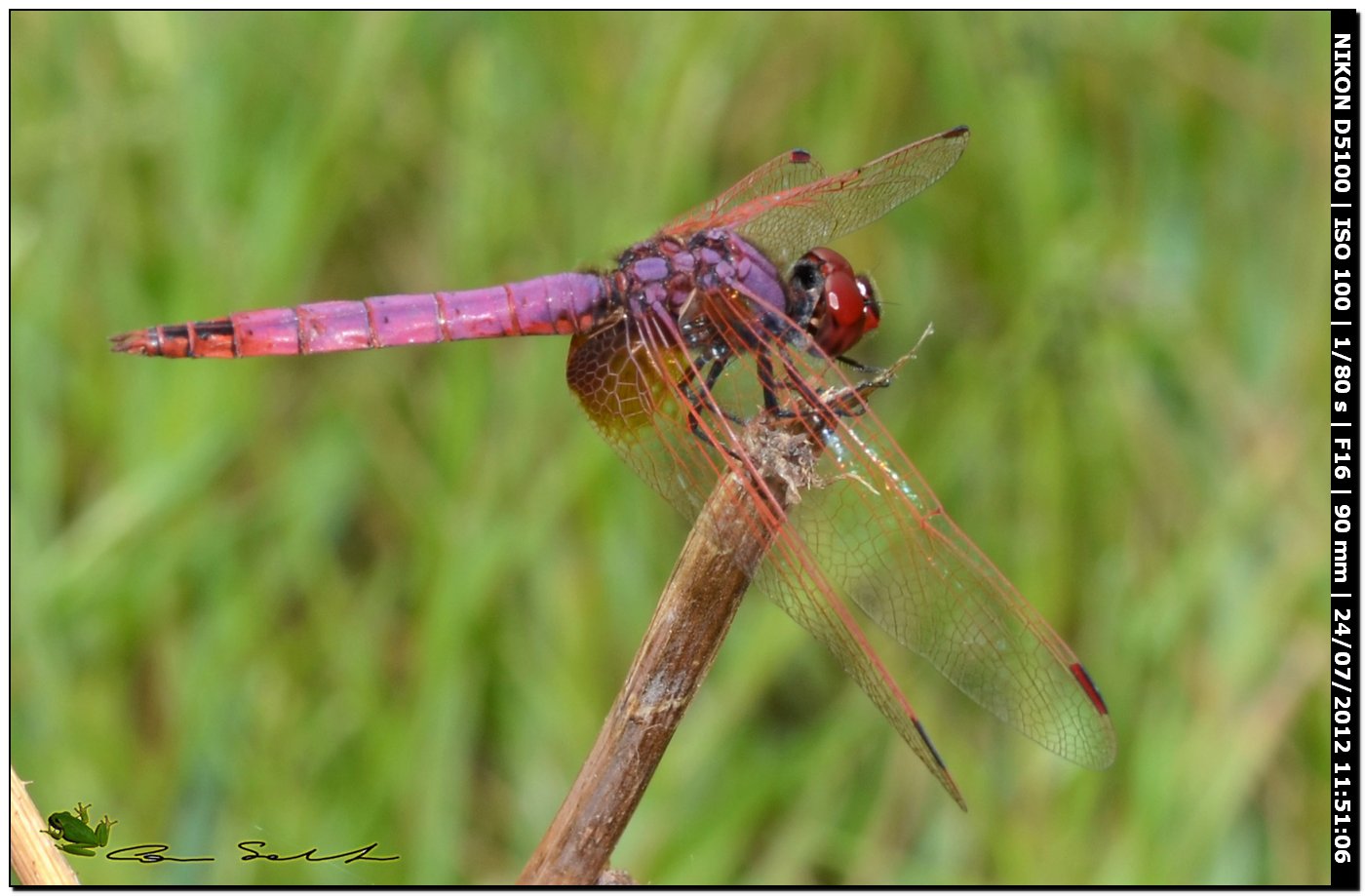 Trithemis annulata  ♂