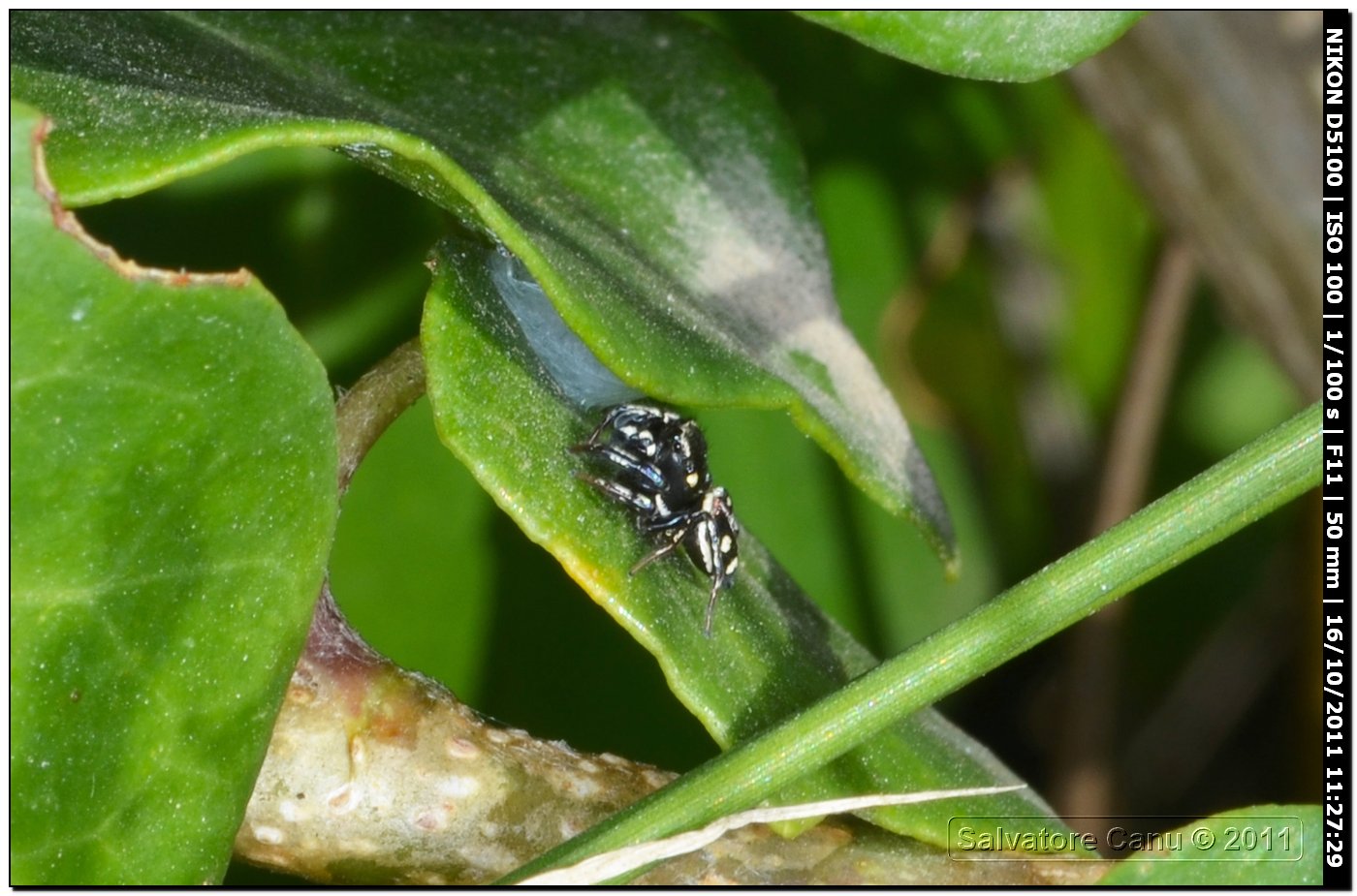 Heliophanus sp.