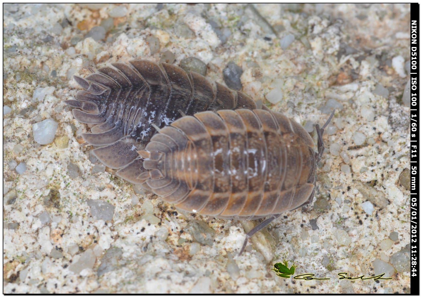 Isopoda Porcellionidae: Porcellio spatulatus