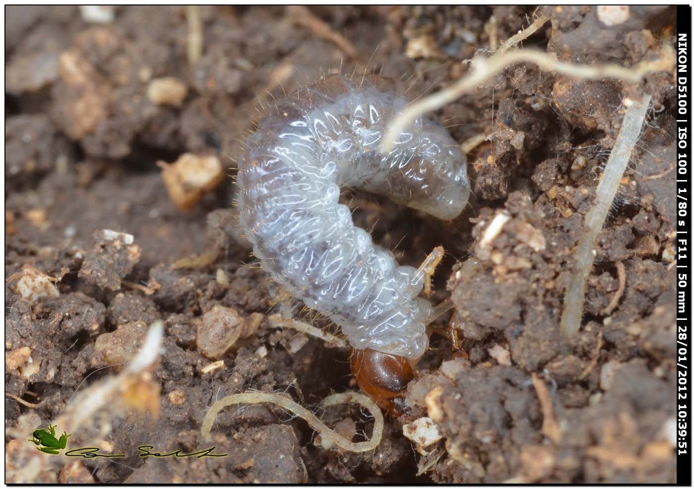 Larva di Scarabaeoidea