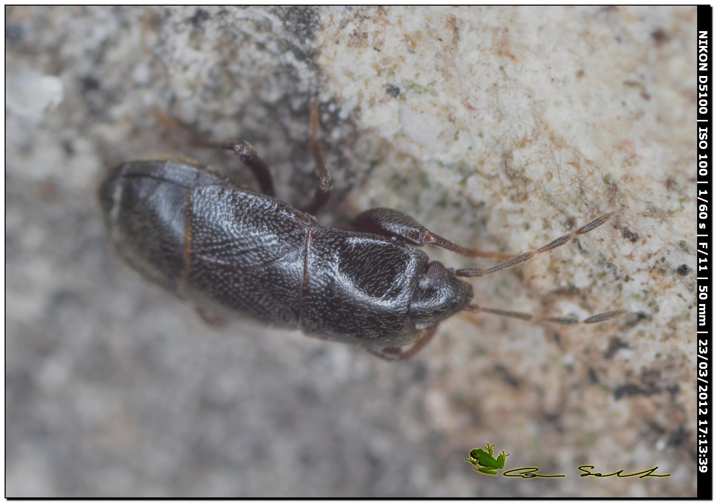 Lygaeidae: Plinthisus longicollis di Sardegna (SS)