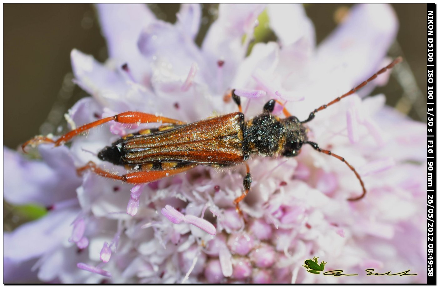 Oedemeridae?