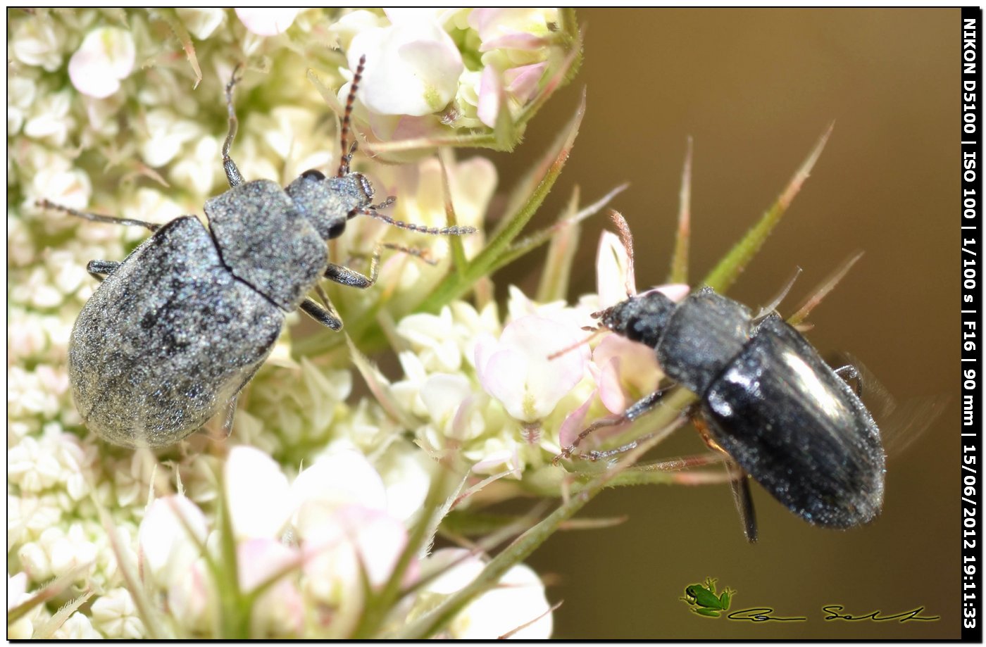 Mycterus umbellatarum?