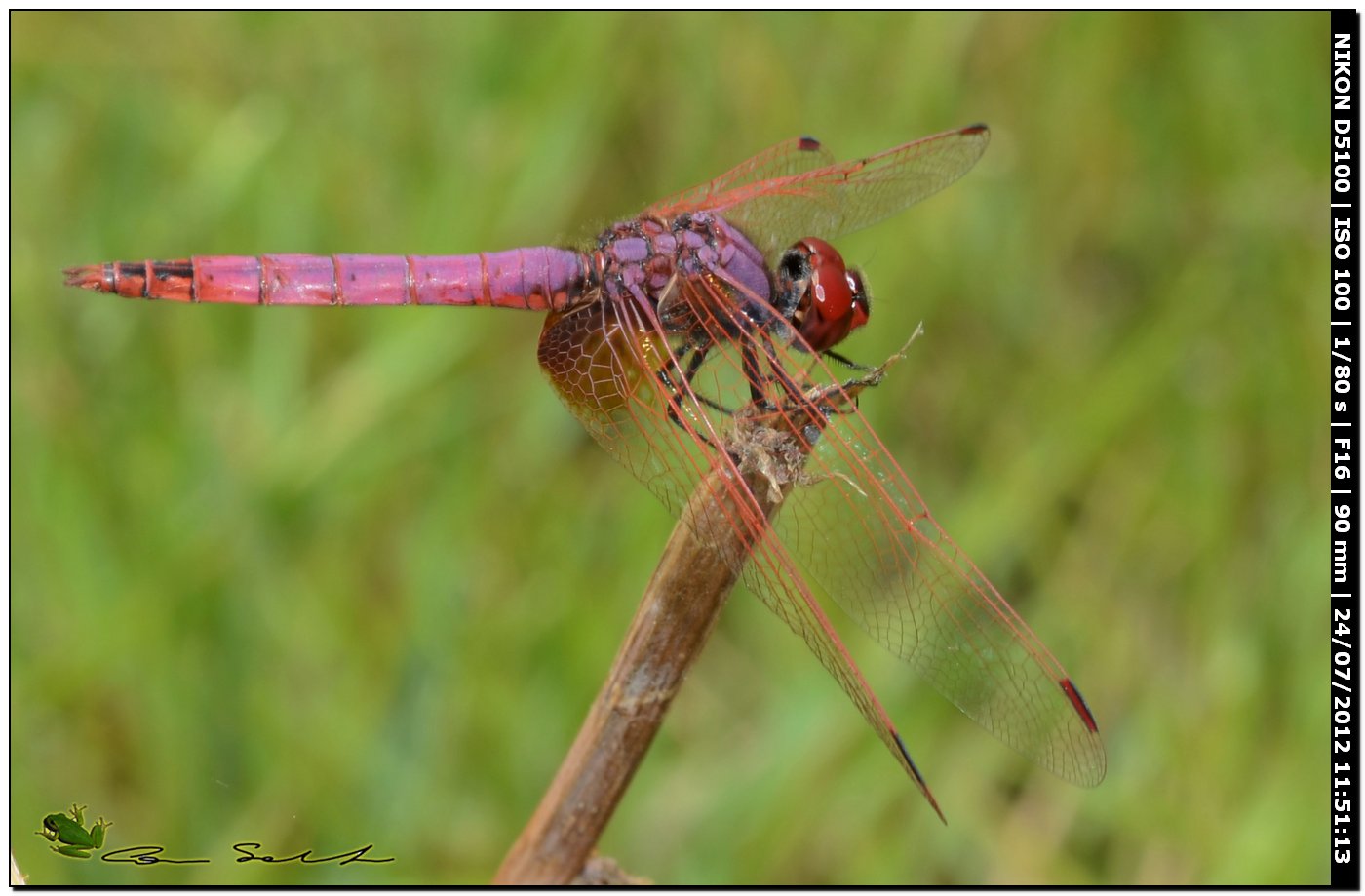 Trithemis annulata  ♂