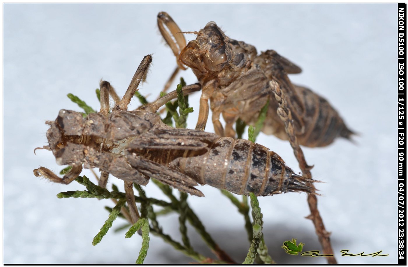 Una 100a specie di Libellula scoperta in Corsica