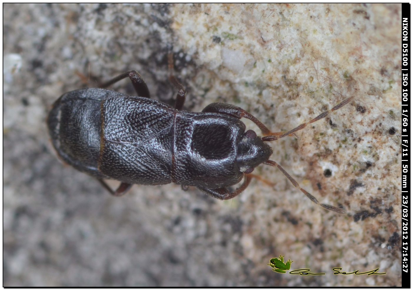 Lygaeidae: Plinthisus longicollis di Sardegna (SS)