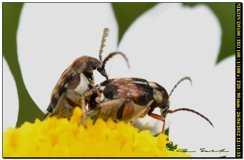 Bruchidius jocosus ♂♀
