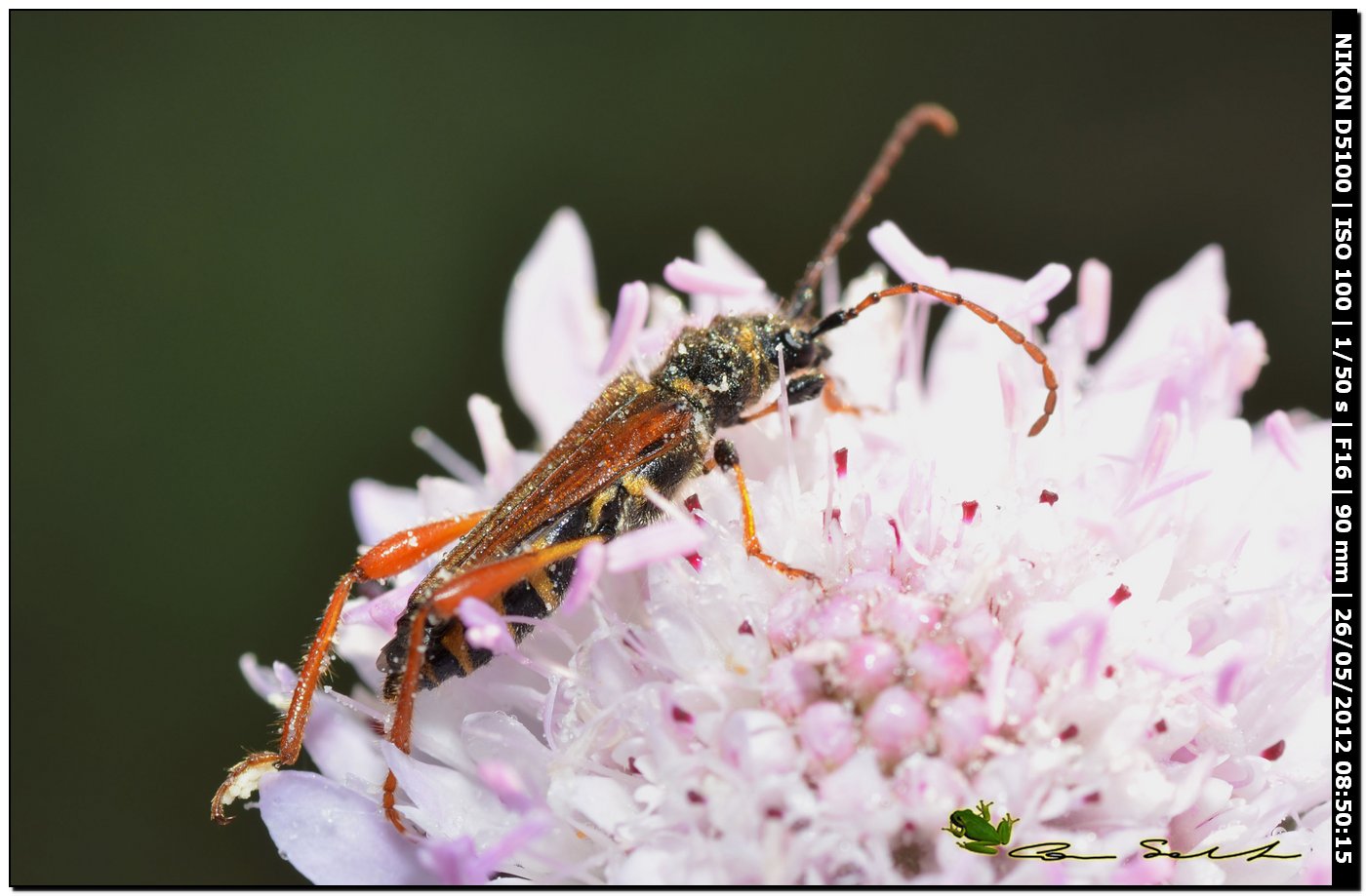 Oedemeridae?