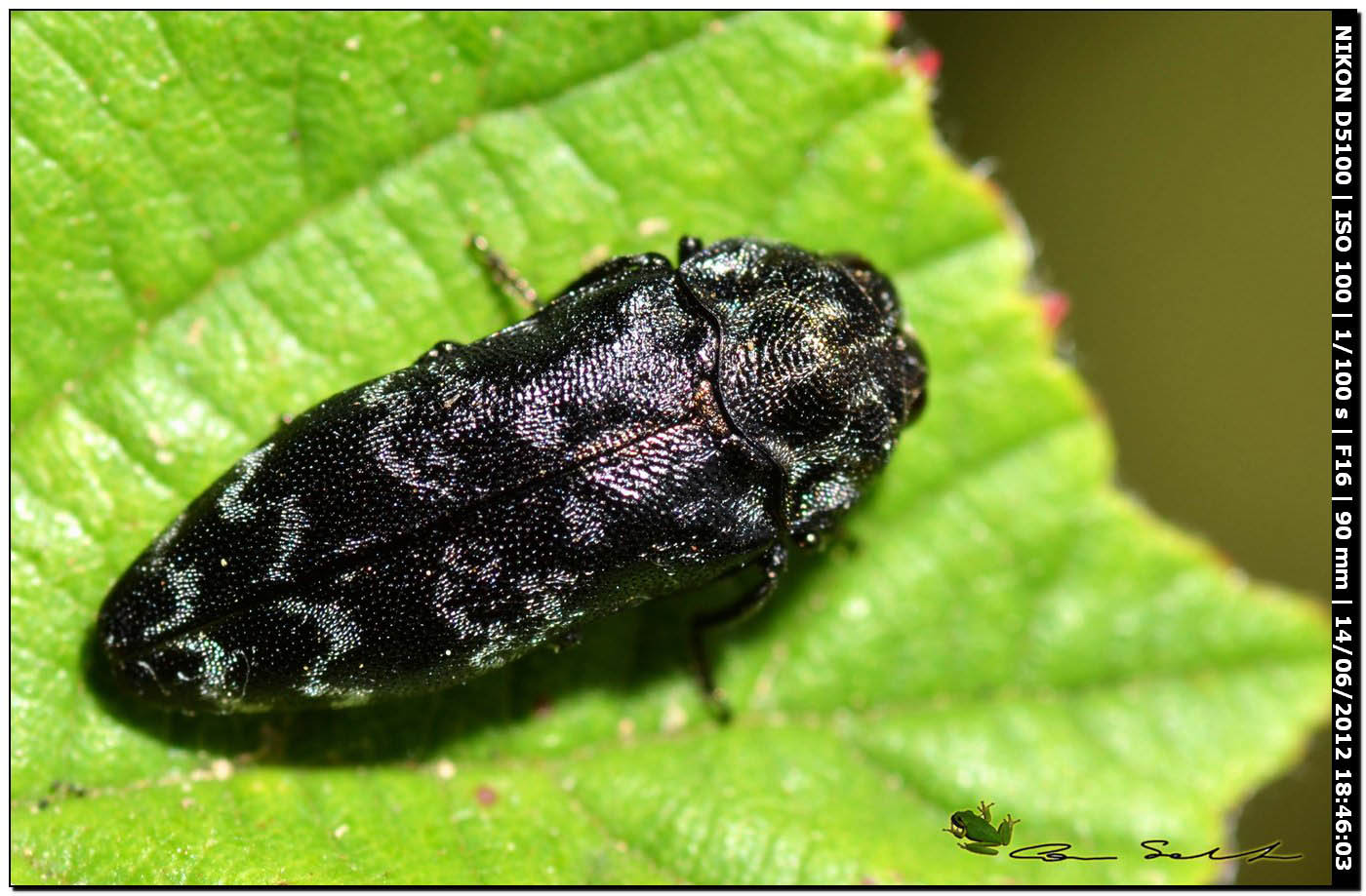 Coraebus rubi, Buprestidae