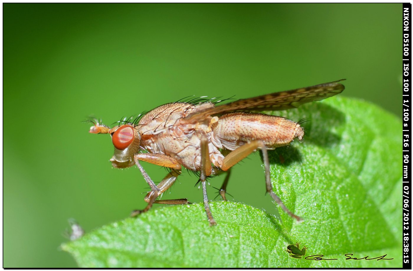 Pherbina sp. (Sciomyzidae)