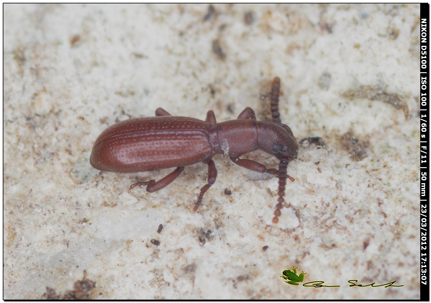 Dichillus cfr tyrrhenicus
