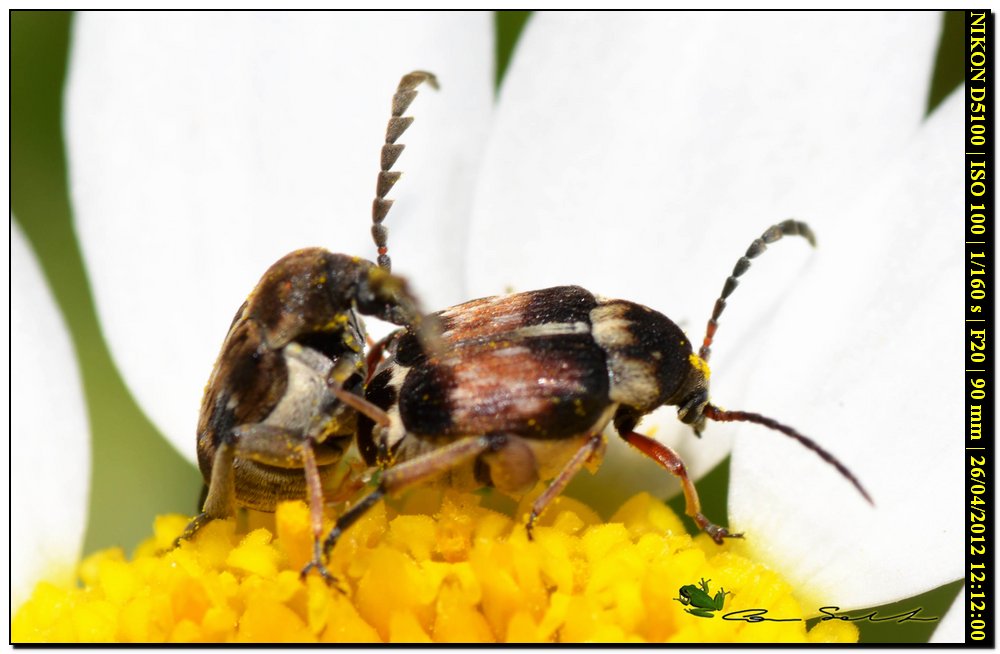 Bruchidius jocosus ♂♀