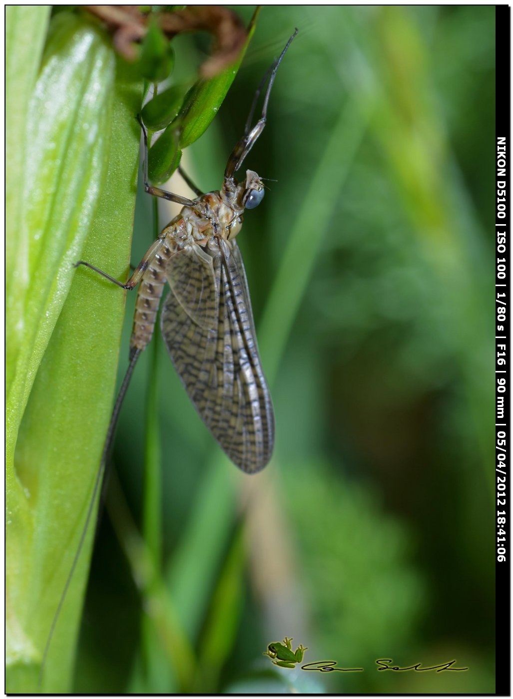 Ephemeridae? da id