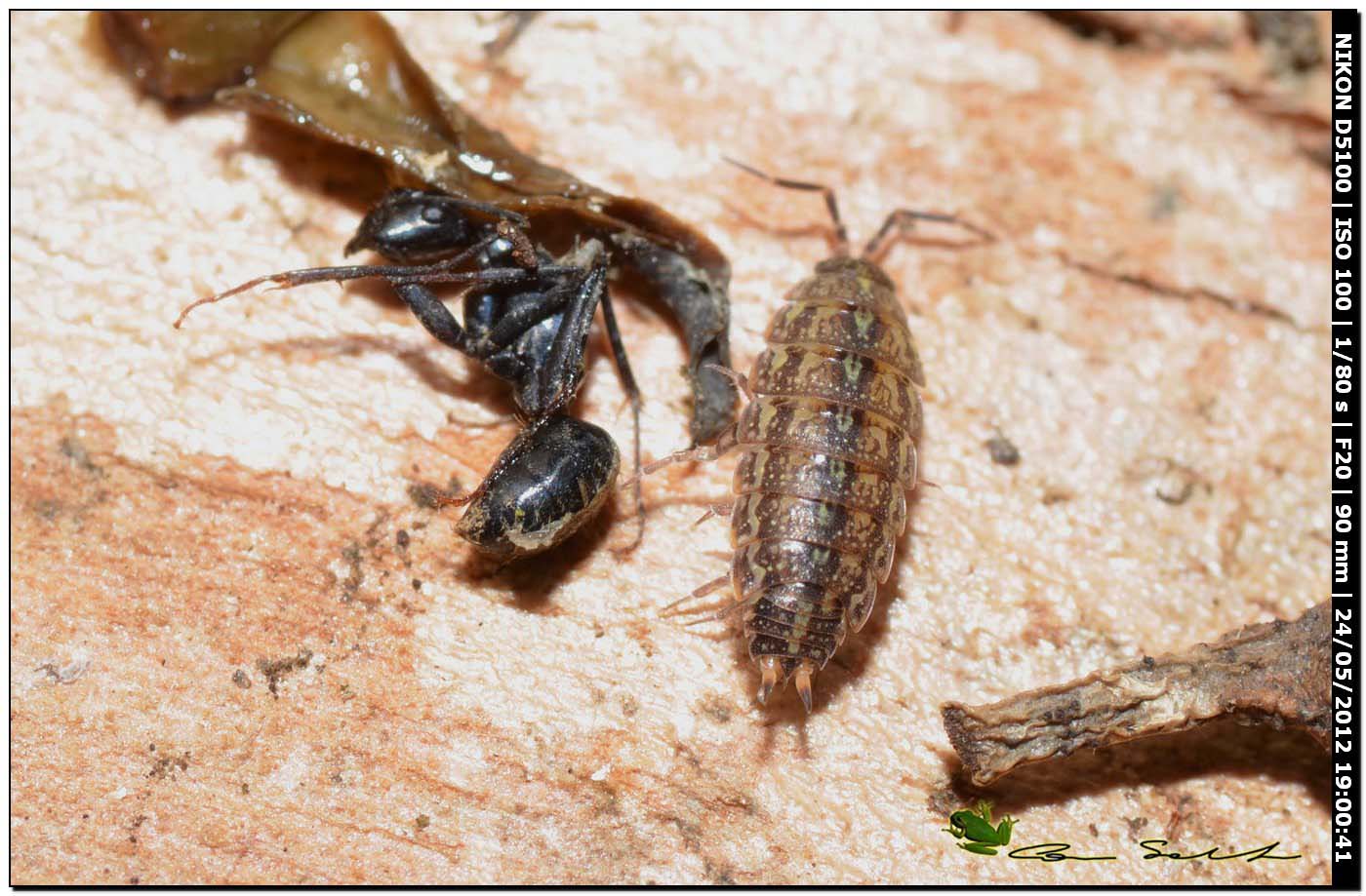 Sotto una corteccia, da Putifigari: Acaeroplastes sp.