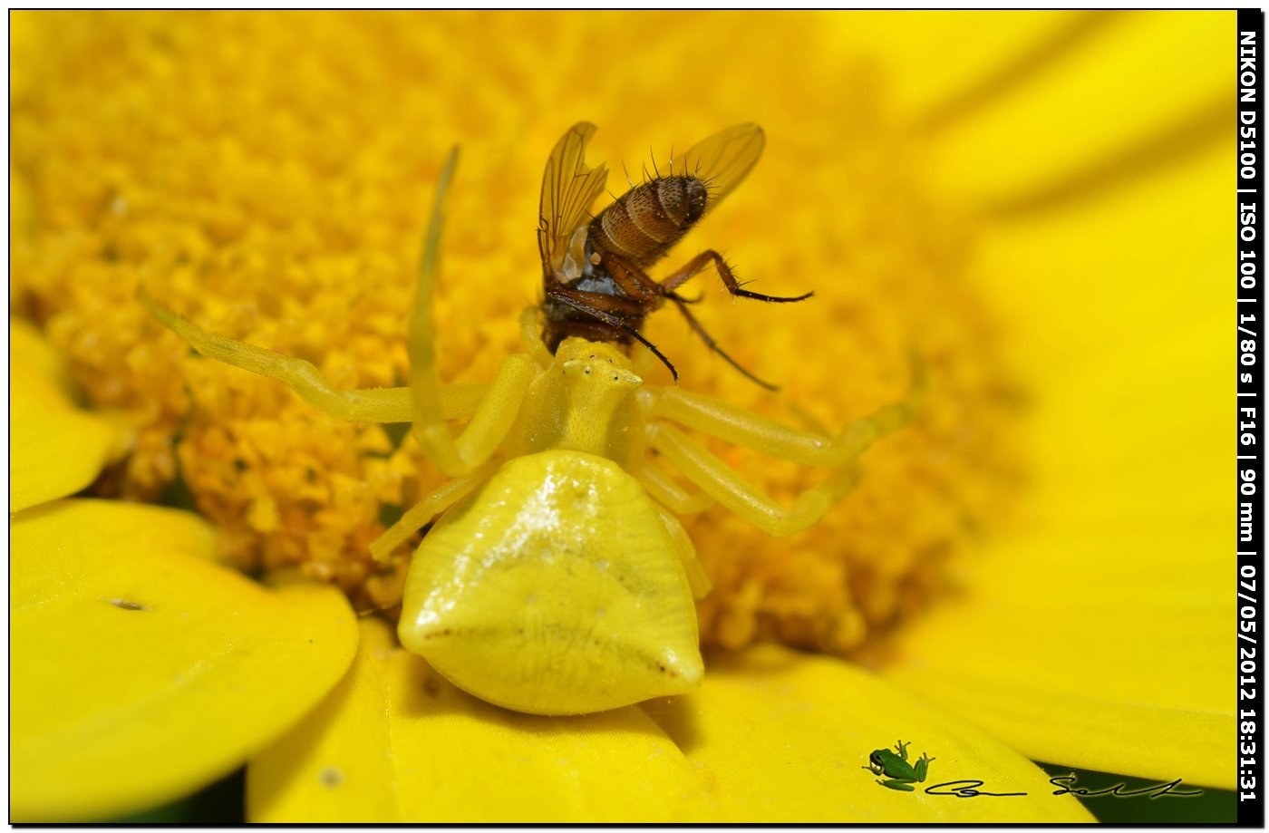 Thomisus onustus con preda