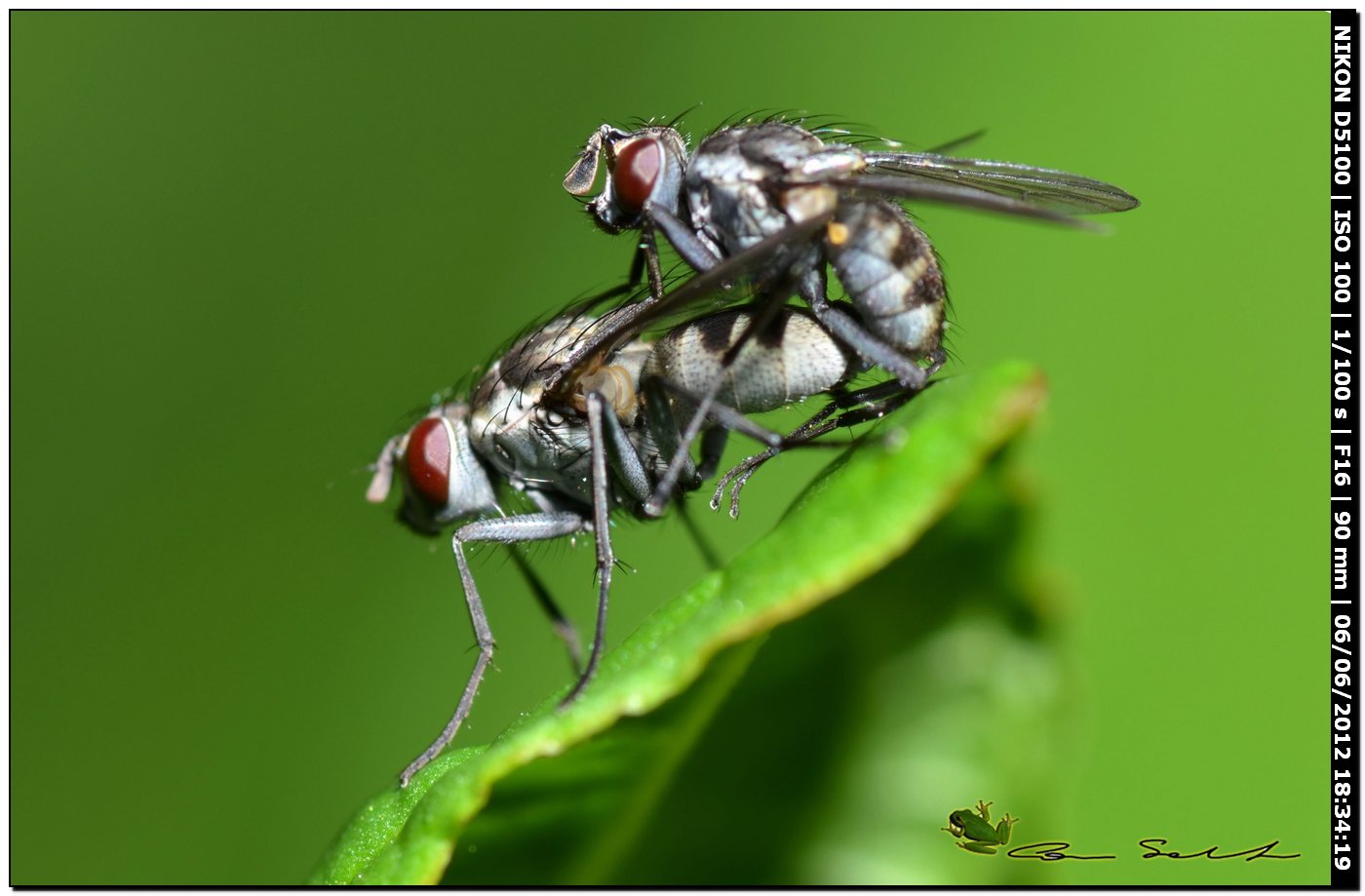 Coppia di Limnophora riparia (Muscidae)