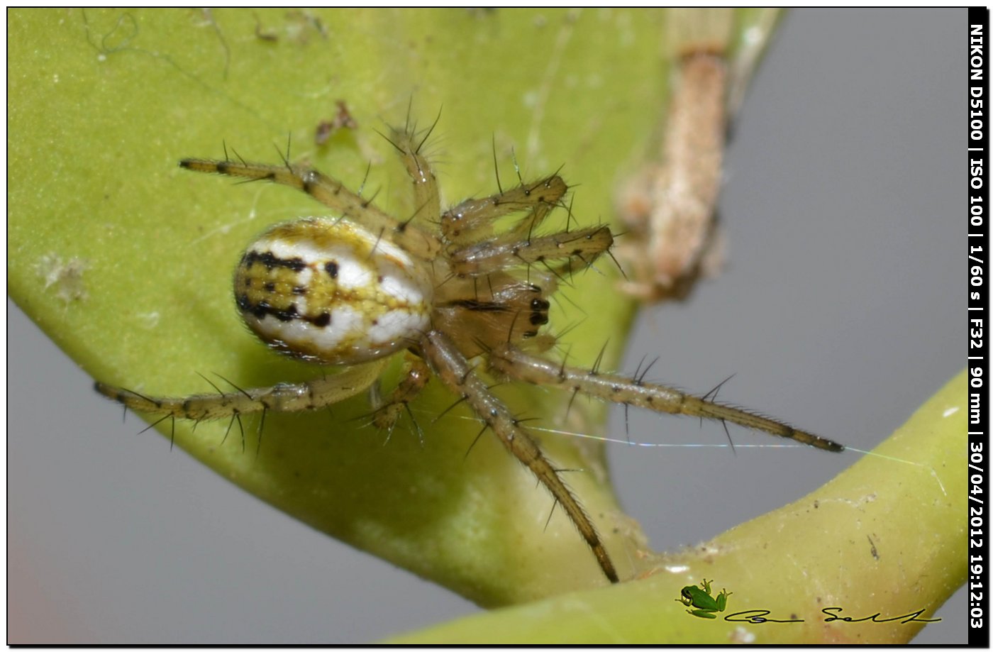 Mangora acalypha