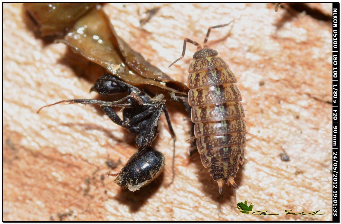 Sotto una corteccia, da Putifigari: Acaeroplastes sp.