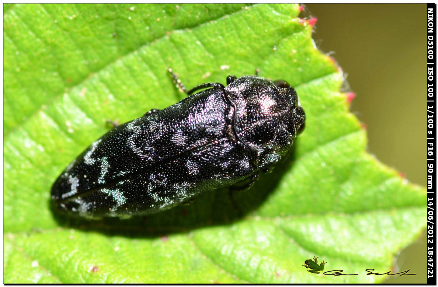 Coraebus rubi, Buprestidae