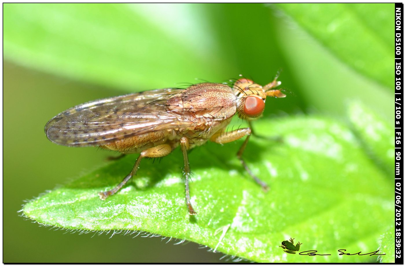 Pherbina sp. (Sciomyzidae)