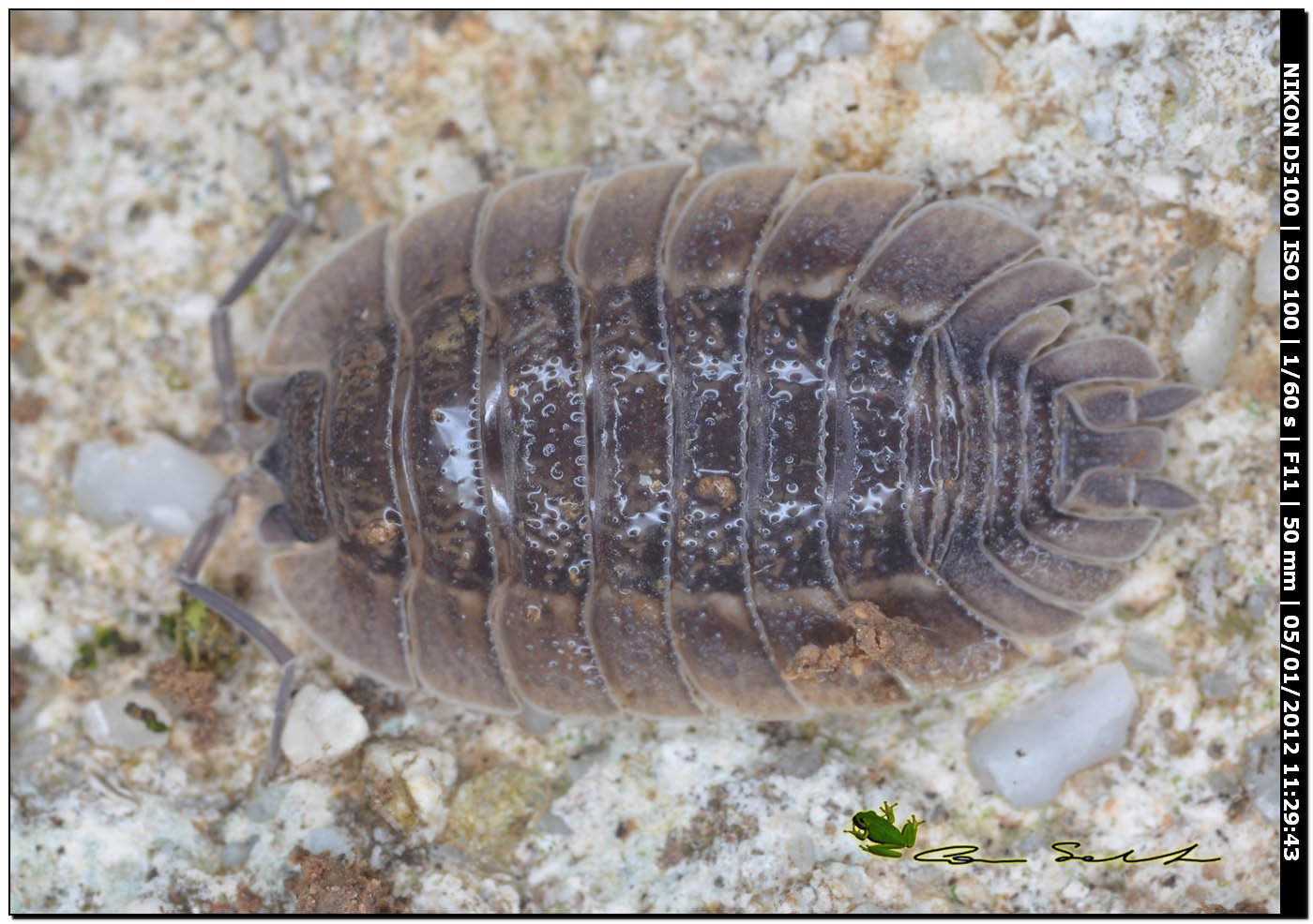 Isopoda Porcellionidae: Porcellio spatulatus