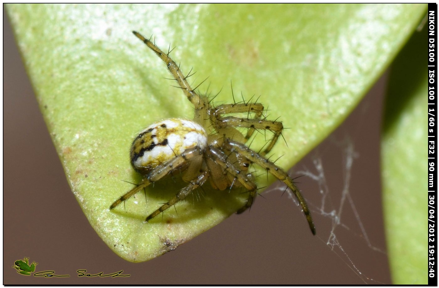 Mangora acalypha