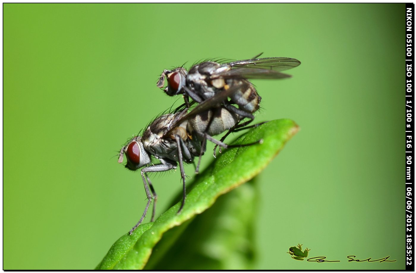 Coppia di Limnophora riparia (Muscidae)
