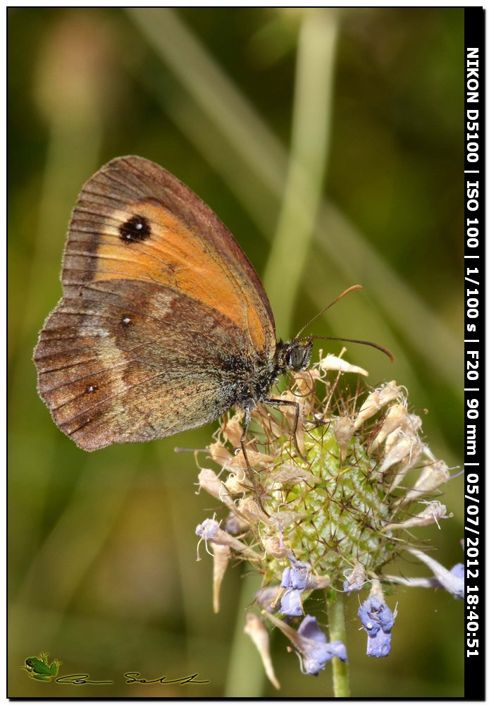 Nymphalidae Satyrinae da id. 2