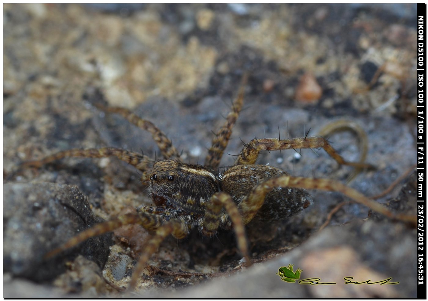 Pardosa sp.