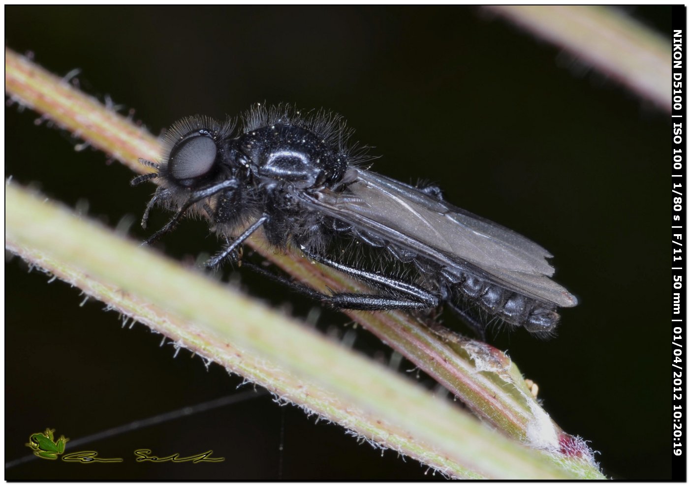 Bibio sp.