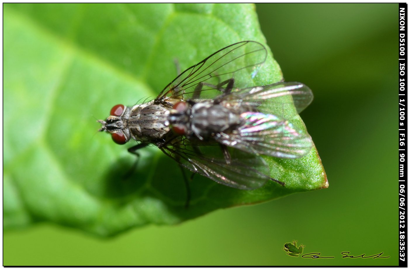 Coppia di Limnophora riparia (Muscidae)